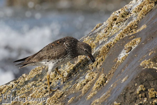 Photo of Aphriza virgata